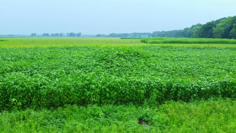 Drohnenaufnahme-Eines-Abgelegenen-Landwirtschaftlichen-Reisfelds-Und-Eines-Jutedorfs-In-Westbengalen