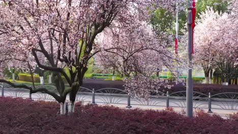 Draufsicht-Einer-Rosa-Straße,-Gesäumt-Von-Blühenden-Kirschblütenbäumen-Auf-Der-Straße,-Stadtfrühlingshintergrund