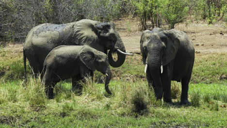 Three-African-elephants-feast-on-the-lush-green-grass-of-a-meadow-near-water