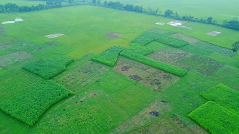 Vista-Aérea-De-Un-Dron-De-Un-Campo-Agrícola-De-Arroz-Y-Yute-En-Una-Aldea-Remota-De-Bengala-Occidental