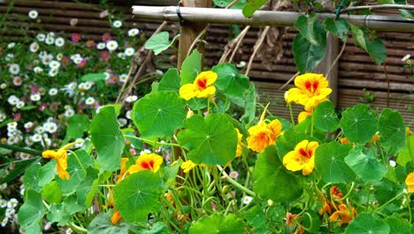 Yellow-nasturtiums-with-leaves-moving-gently-in-the-breeze