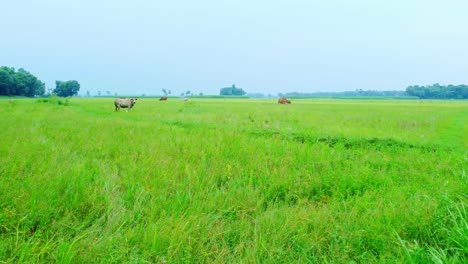 Drohnenaufnahme-Eines-Abgelegenen-Landwirtschaftlichen-Reisfelds-Und-Eines-Jutedorfs-In-Westbengalen