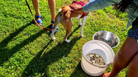 Slow-motion-view-of-dog-canine-pet-puppy-walking-in-park-outdoors-on-grass-lawn-with-lead-leash-harness-vest-being-patted-touched-stroked-by-people-outdoors-training