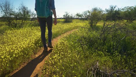 Un-Excursionista-Pasa-Una-Cámara-En-Un-Sendero-Entre-Flores-Silvestres-Nativas,-Australia-Occidental