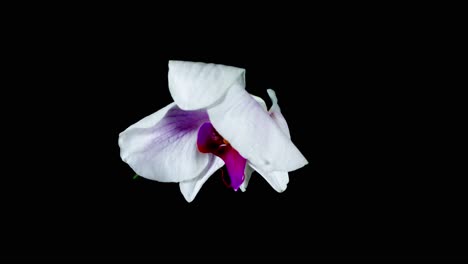 Time-Lapse-Of-A-Beautiful-Moth-Orchid-Withering-In-Black-Background-In-Poland---Time-Lapse-Close-Up-Shot