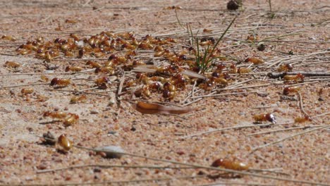 Harvester-termites-crawling-above-their-underground-nest-on-arid-ground