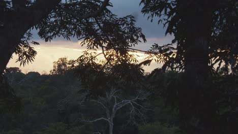 Amazon-jungle-canopy-during-stunning-beautiful-sunset,-yellow-and-green-colours