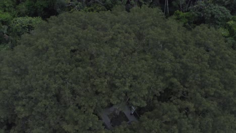 Top-down-look-on-the-observation-tower-within-the-amazon-rainforest