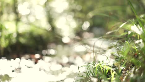 Standing-shot-of-leaves-and-grass-riverside,-with-the-river-flowing-in-the-background-in-the-bokeh-during-golden-hour,-in-slowmotion