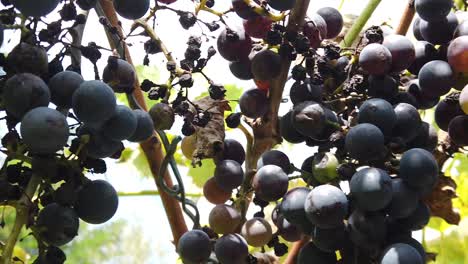 Close-up-shot-of-grapes-hanging-with-green-leaves-around,-autumn