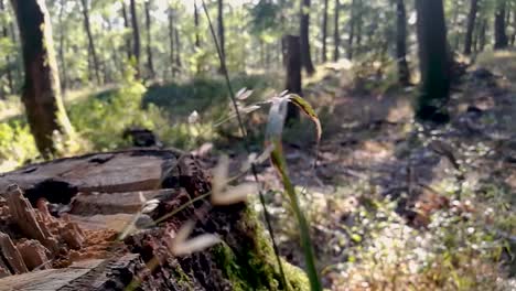 Stamm-Eines-Riesigen-Baumes-Im-Tiefen-Wald-An-Einem-Sonnigen-Tag-Im-Frühherbst,-Nach-Rechts-Schieben