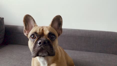 Primer-Plano-De-La-Cara-De-Un-Bulldog-Francés-En-Cámara-Lenta,-Mirando-Hacia-Adelante,-Ojos-Grandes-Y-Orejas-Grandes-En-Un-Perro-Pequeño