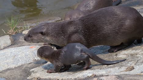 Singapur---Familia-De-Nutrias-De-Pelaje-Liso-Con-Nuevas-Crías-En-La-Orilla-Del-Río---Primer-Plano-En-Cámara-Lenta