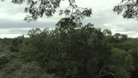 Flying-shot-out-of-trees-in-amazon-rainforest-canopy-in-Ecuador