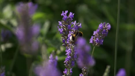 Zeitlupenaufnahme-Einer-Biene,-Die-Pollen-Aus-Einer-Blume-Extrahiert