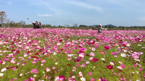 Women-take-selfies-in-the-middle-of-cosmos-flower-field-at-Imjingak-by-the-DMZ-overlooking-North-Korea,-in-Munsan,-Paju,-Gyeonggi-do,-South-Korea