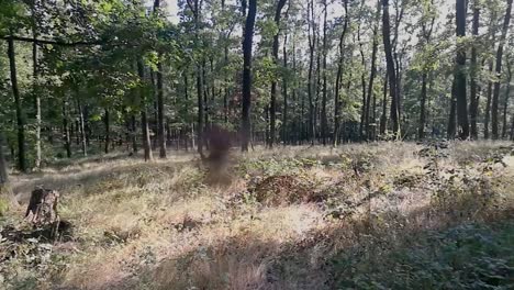 Panoramic-view-of-the-deep-untouched-forest-on-an-early-autumn-sunny-day-with-insects-flying-around,-PAN-RIGHT