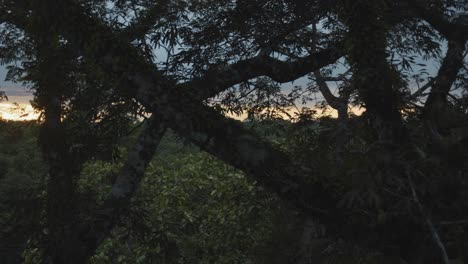 Blick-Auf-Die-Sonne-Untergehen-Durch-Die-Zweige-Eines-Baumes-Hoch-Oben-Im-Amazonas-Regenwald-Dschungel