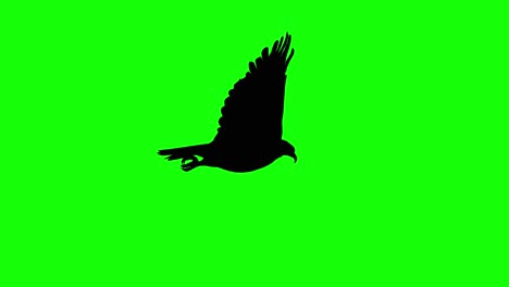 Silhouette-of-an-eagle-flying,-on-green-screen,-side-view