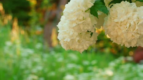 Campo-De-Flores-De-Margaritas-En-Flor-En-El-Patio-Trasero-En-Un-Día-De-Verano-Y-Cambia-El-Foco-A-Un-Grupo-De-Flores-Blancas-Que-Cuelgan-Del-árbol-Sacudidas-Por-El-Viento