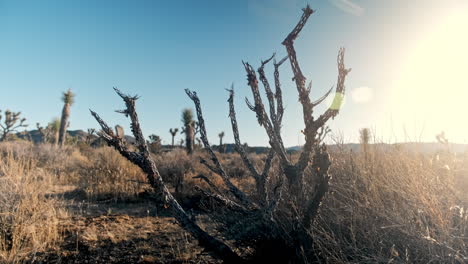 Establishing-Wide-Shot-of-Arid-Desert-Plants-at-Sunset,-Empty-Trees-and-Cacti