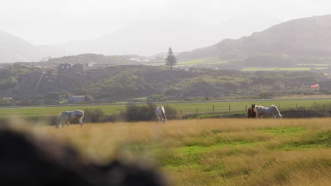 Varios-Caballos-Salvajes-En-Un-Campo-Comiendo-En-Cámara-Lenta