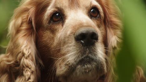 Watchful-golden-English-Cocker-Spaniel-in-garden,-static,-close-up