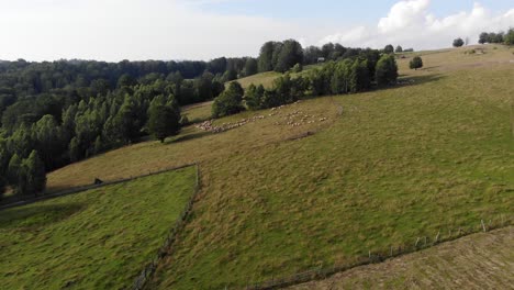 Landwirtschaftliche-Fläche-Und-Schafherde-In-Einem-Bewölkten-Herbsttag