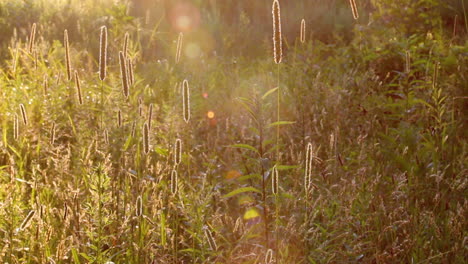 Hohes-Gras-Weht-Im-Wind-Bei-Sonnenuntergang