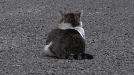 El-Cazador-De-Ratones-Jefe-Del-Gabinete,-Larry,-El-Gato,-Se-Sienta-En-Downing-Street-Y-Emite-Sonidos-De-Trinos-Y-Parloteo-Después-De-Ver-Algunos-Pájaros.