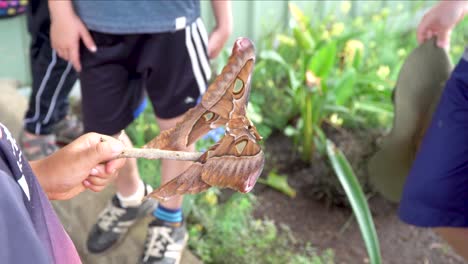 Child-holds-a-large-brown-Hercules-moth-on-a-stick,-showing-other-children,-close-up