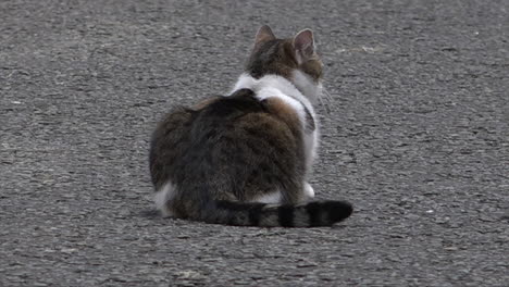 El-Cazador-De-Ratones-Jefe-Del-Gabinete,-Larry,-El-Gato,-Se-Sienta-En-Downing-Street-Y-Examina-La-Escena.