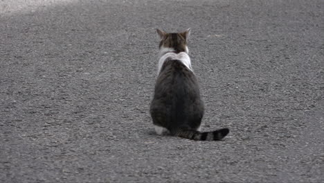 Chief-Mouser-to-the-Cabinet-Office-Larry-the-Cat-strolls-along-Downing-Street,-sits-down-and-gets-startled-by-a-sound