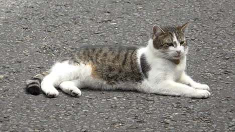 Chief-Mouser-to-the-Cabinet-Office-Larry-the-Cat-lies-on-Downing-Street-and-is-panting-due-to-the-hot-summer-day