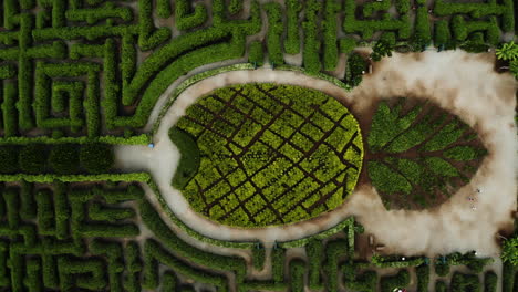 Aerial-View-Of-People-In-A-Pineapple-Shaped-Maze,-Hawaii