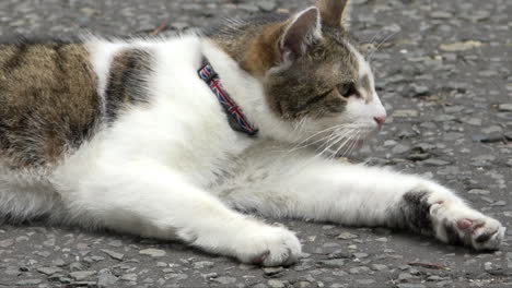 El-Cazador-De-Ratones-Jefe-Del-Gabinete,-Larry-El-Gato,-Miente-En-Downing-Street-Y-Muestra-Su-Cuello-Con-La-Bandera-De-La-Union-Jack