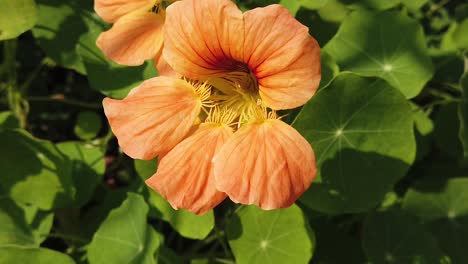 Flor-De-Naranja-En-El-Viento