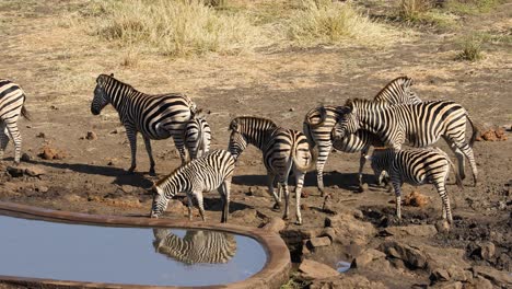 Plains-zebras-drinking-water-at-an-artificial-waterhole,-Kruger-National-Park,-South-Africa