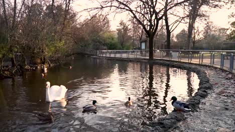 Kleiner-See-In-Einem-Park-An-Einem-Sonnigen-Tag-Mit-Einigen-Enten-Und-Schwänen,-Die-Im-Wasser-Schwimmen