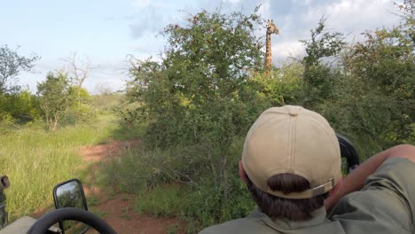 Tourist-and-guide-admiring-giraffe-during-safari.-Handheld