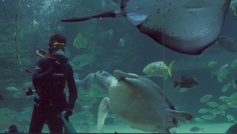 Surface-supplied-diver-in-aquarium-tank-feeds-huge-stingray-and-turtle