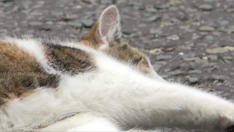 Chief-Mouser-to-the-Cabinet-Office-Larry-the-Cat-lies-on-Downing-Street-and-then-gives-a-stretch-with-a-paw