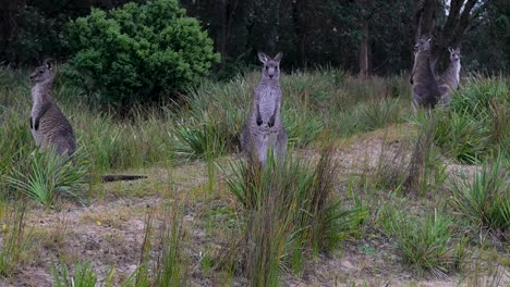 Slow-motion-group-of-kangaroos-marsupial-animal-on-beach-in-South-Coast,-NSW-Australia-1920x1080-HD