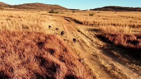 Troop-of-Baboons-in-slow-motion,-captured-by-drone-in-morning-light,-establishing-hierarchy-and-pecking-order-by-chasing-each-other,-in-South-Africa