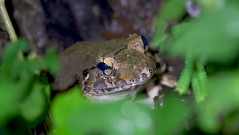 Giant-River-Frog--in-tropical-jungle-rainforest,-Malaysia