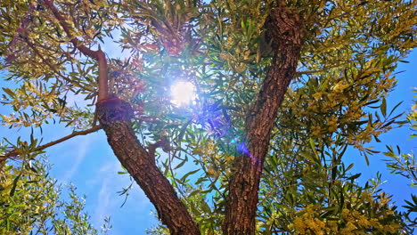 Tilt-up-shot-of-olive-tree-branches-with-green-leaves-and-blue-sky