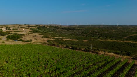 Aerial-shot-overhead-a-car-driving-past-a-vinery-in-the-French-countryside