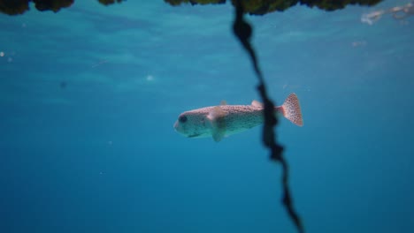 White-Spotted-Puffer-fish-swimming-alone-in-clear-blue-seawater-with-light-reflecting-on-the-water-surface-in-slow-motion