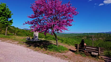 Mujer-Sentada-En-Un-Banco-De-Madera-Junto-Al-árbol-De-Judas-En-Flor