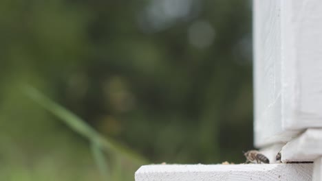 Una-Abeja-Vuela-Hacia-La-Entrada-De-Una-Colmena-Blanca,-Cargada-De-Polen.